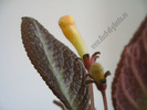 Episcia Suomi 7