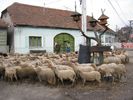 cu greu am reusit sa adun oile