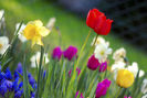 800px-Colorful_spring_garden