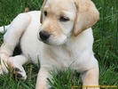 labrador-puppy