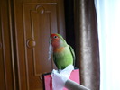 P1010600 COCO