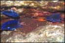 Poza cu cardinal fish poze cu pesti