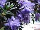 Rhododendron impeditum