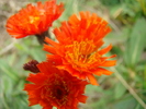 DSC00360