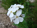 DSC03748