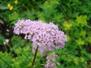 DSC03783