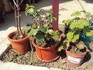 DSC00575