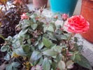 DSC00627