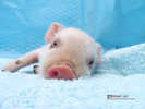 cute_pig08