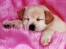 pink_dog_