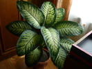 P1010470 DIEFFENBACHIA SEGUINE