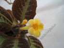 Episcia Suomi 8