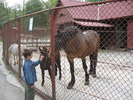 Zoo Brasov