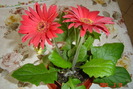 gerbera