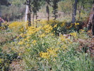 DSCN0038