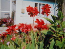 canna president