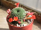 Rebutia krainziana