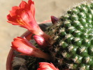 Rebutia krainziana