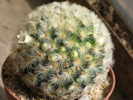 MAMMILLARIA CARMENE "ALBIFLORA"