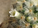MAMMILLARIA CARMENE