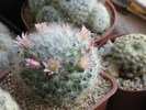 Mammillaria bocasana