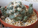 Coryphantha elephantidens