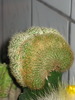 Notocactus leninghausii forma cristata