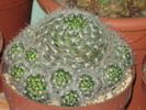 Mammillaria glassii var. ascensionis