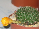 Rebutia marsoneri