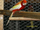 Mascul-Rosella-Rubino