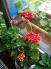 calanchoe rosie[12 aprilie 2010]