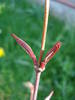 Acer palmatum Bloodgood (2009, Apr.05)