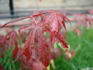 Acer palmatum Bloodgood (2009, May 13)