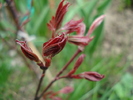 Acer palmatum Bloodgood (2010, Apr.05)