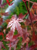 Acer palmatum Katsura (2009, Nov.21)