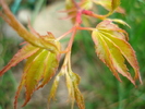 Japanese Maple Katsura (2010, April 05)