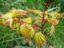 Acer palmatum Katsura (2010, April 12)