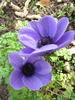 Anemone mov 9 apr 2010