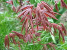 Acer palmatum Bloodgood (2010, Apr.12)