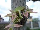 Acer negundo Flamingo (2010, April 12)