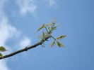 Acer negundo Flamingo (2010, April 12)