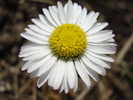 Bellis perennis (2010, April 09)