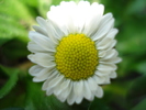 Bellis perennis (2010, April 09)