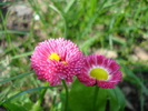 Bellis perennis (2010, April 12)