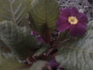 PRIMULA