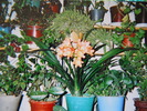 clivia