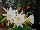 epiphyllum