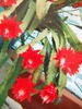 epiphyllum