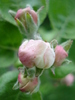 Apple Blossom_Flori mar (2010, April 12)