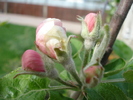 Apple Blossom_Flori mar (2010, April 13)